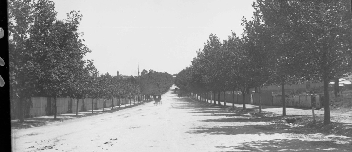 Image: Black and white photograph of a wide, tree lined street with horse drawn carriages in the distance