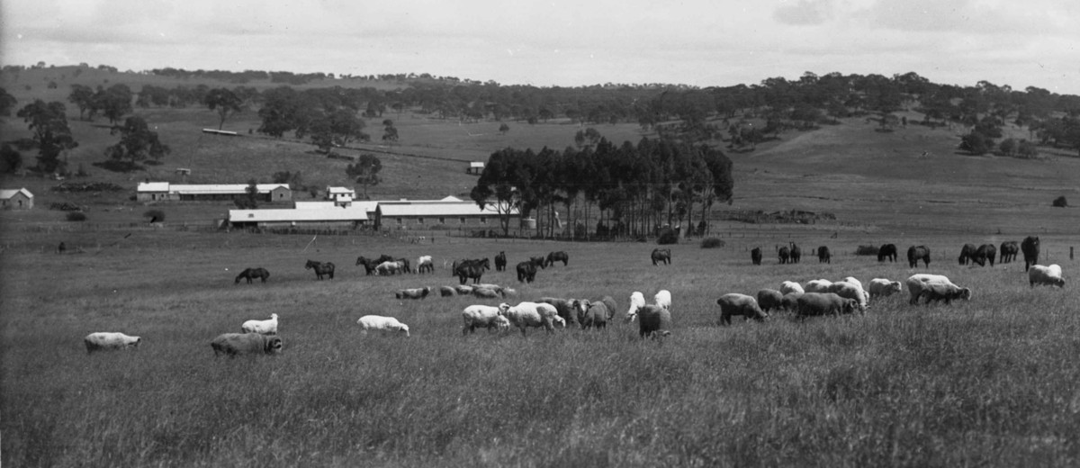 Image: Several horses and sheep graze in a paddock of tall grass. A cluster of buildings are visible in the distant background
