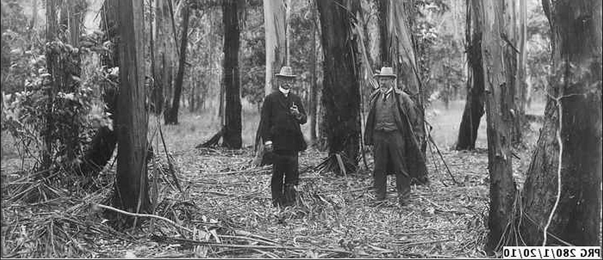 Image: Walter Gill in a forest