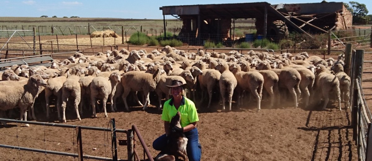 Woman crouched with kelpie dog in yard full of sheep. 
