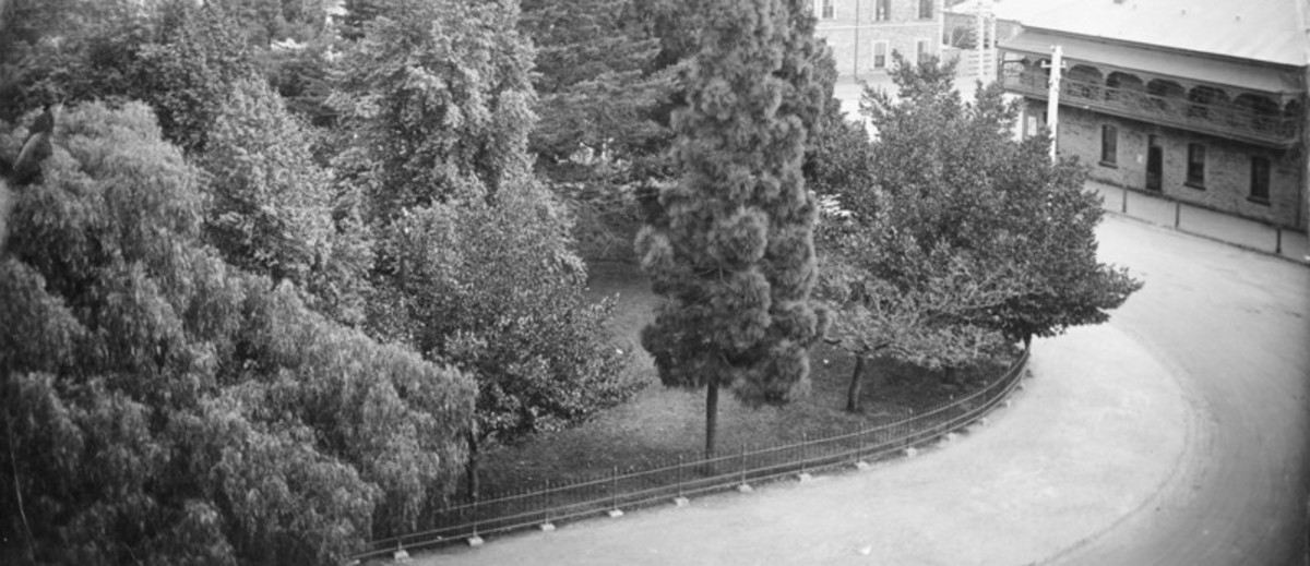 Image: view of trees surrounded by buildings
