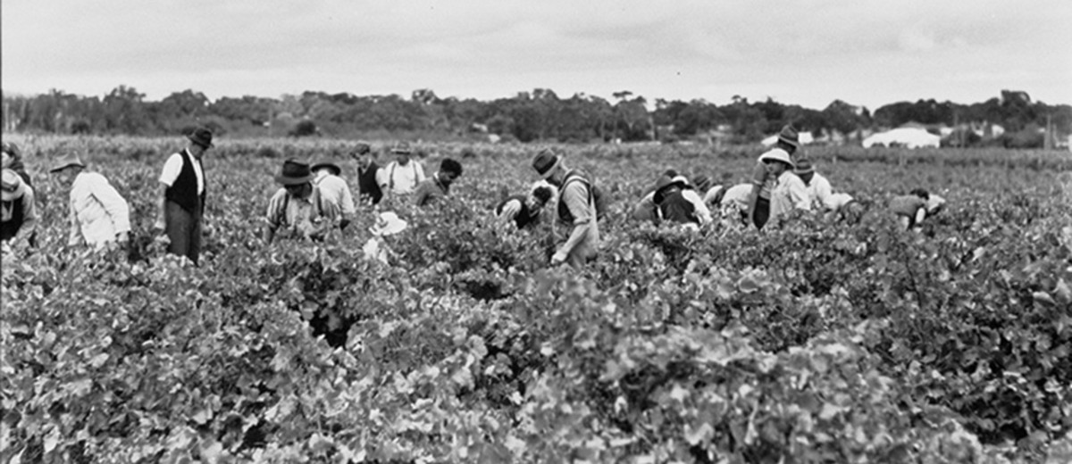 Image: people in vineyard
