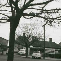 Image: a large, leafless tree dominates the photograph. Behind are single storey cottages and large warehouses and commercial buildings. A number of 1950s era cars can also be seen.