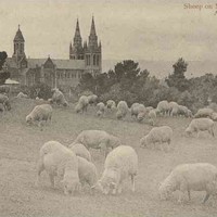 Image: sheep graze on a gentle slope in front of a cathedral. 