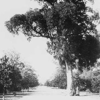 Image: a pathway lined with trees, with a larger tree towering over the pathway