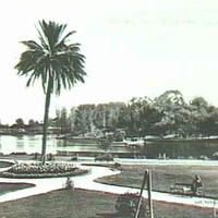 Image: A large palm tree surrounded by flowers, paths and lawns stands on the bank of a lake. In the foreground a man can be seen sitting on a park bench whilst in the background a low bridge can be seen crossing the lake. 