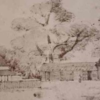 Image: section of a sketch showing house and wooden outbuildings set among large gum trees 