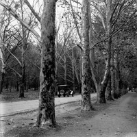 Image: an early twentieth century car drives down a road lined with densley planted large trees in this black and white photograph