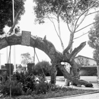 Image: Large tree bent in arch shape with sign at top