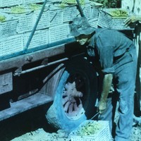 Image: Loading grapes on truck