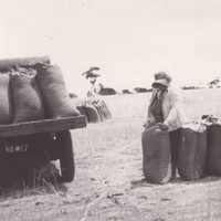 Image: woman standing with large hessian bags next to vehicle loaded with bags