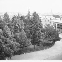 Image: view of trees surrounded by buildings