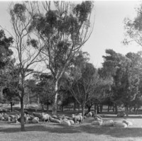 Image: a herd of sheep graze under gum and pine trees
