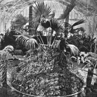 Image: Palms and tropical plants within a glasshouse
