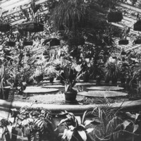 Image: Tropical plants in a glasshouse