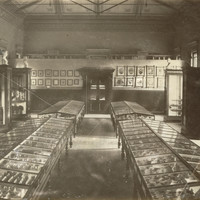 Image: Museum interior with wooden cabinets and marble busts