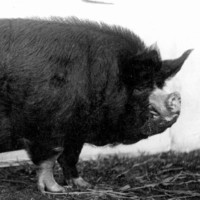 Image: A large hairy black pig 