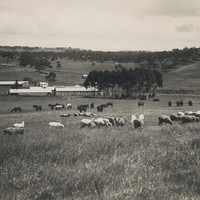 Image: Horses and sheep grazing with Bungaree Station in the background