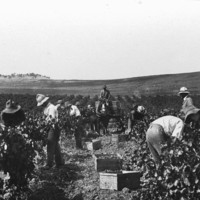 Image: People in a field picking grapes