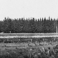 Image: a panoramic view of a pine forest