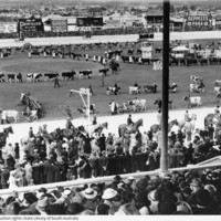 Image: Cows being paraded with large crowd watching