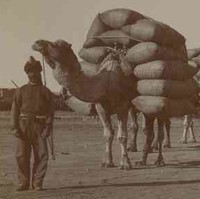 Image: An Afghan man stands in front of a line of camels laden with large sacks of bulk cargo. Three men in western attire stand at the image centre