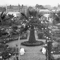 Image: A large, formal garden featuring several rose bushes, three palm trees, a gazebo and winding paths