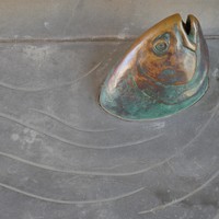 Image: Close up of fish swimming on pathway