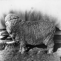 Image: A large sheep 
