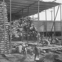 Image: A group of men use wheelbarrows to move large sacks of wheat from a shed. Within the shed are numerous tall stacks of wheat sacks