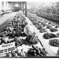 Image: Two long tables of fruits and nuts on display in an exhibition building. There is a small sign on the table requesting visitors to not touch the fruit and nuts. There is also a long line of chairs next to the tables.