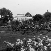 Image: Palm House and rose garden