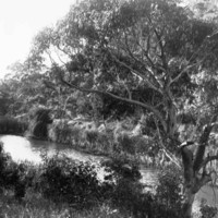 Image: view of creek and trees