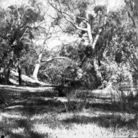 Image: view of gum trees
