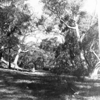 Image: View of gum trees