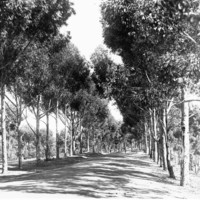 Image: view of avenue of trees