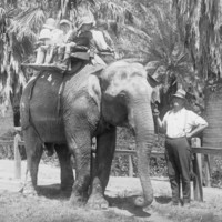 Image: Elephant ride at Zoological Gardens