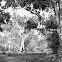 Image: large gum trees