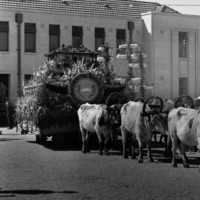 Image: cattle pulling cart covered in flowers
