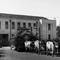 Image: floral float pulled by cattle in front of building