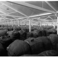 Image: Bags of wool fill a large hall at Port Adelaide