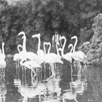 Image: Flamingoes at Zoological Gardens