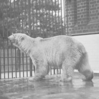 Image: Polar bear at Zoological Gardens