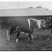 Image: A man is standing next to a cow and a calf in front of a barn.