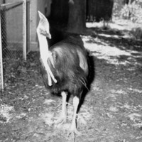 Image: Cassowary at the Zoological Gardens