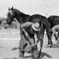 MAADI, EGYPT. 1915. Two Australian Light Horse farriers shoeing horses 