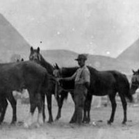 EGYPT,1915. Horses from an Australian Light Horse Unit waiting in line for attention  by a blacksmith.