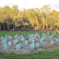 Image: Saplings of several species of tree are grouped together in an area of sparse vegetation. Larger trees and a walking trail are visible in the background
