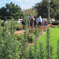 Image: Rosemary plant with people in background.