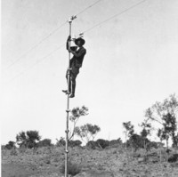 Image: A man holding onto a thin telegraph pole which he has just climbed, almost to the very top